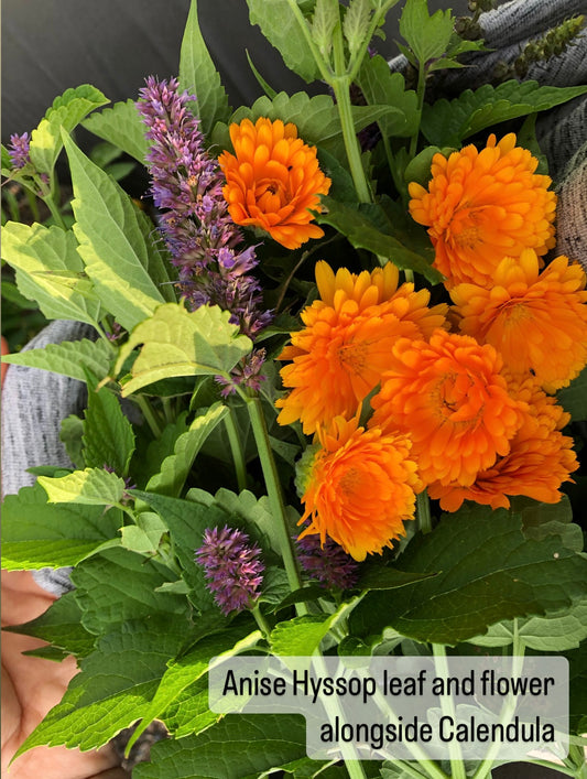 Anise Hyssop Seed