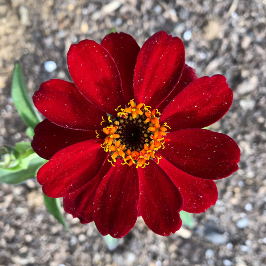 Mossy Rock Digital Gift Card!