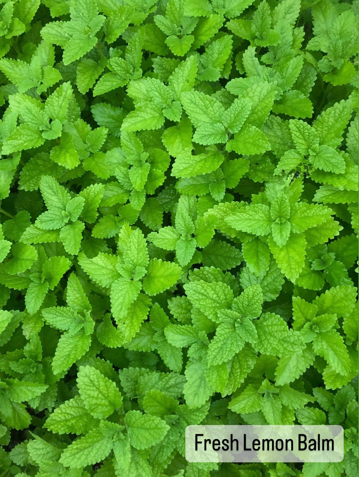 Chamomile & Lemon Balm Tincture