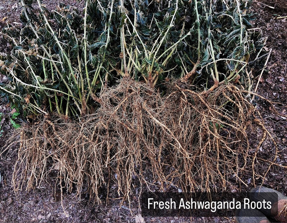 Ashwaganda Tincture