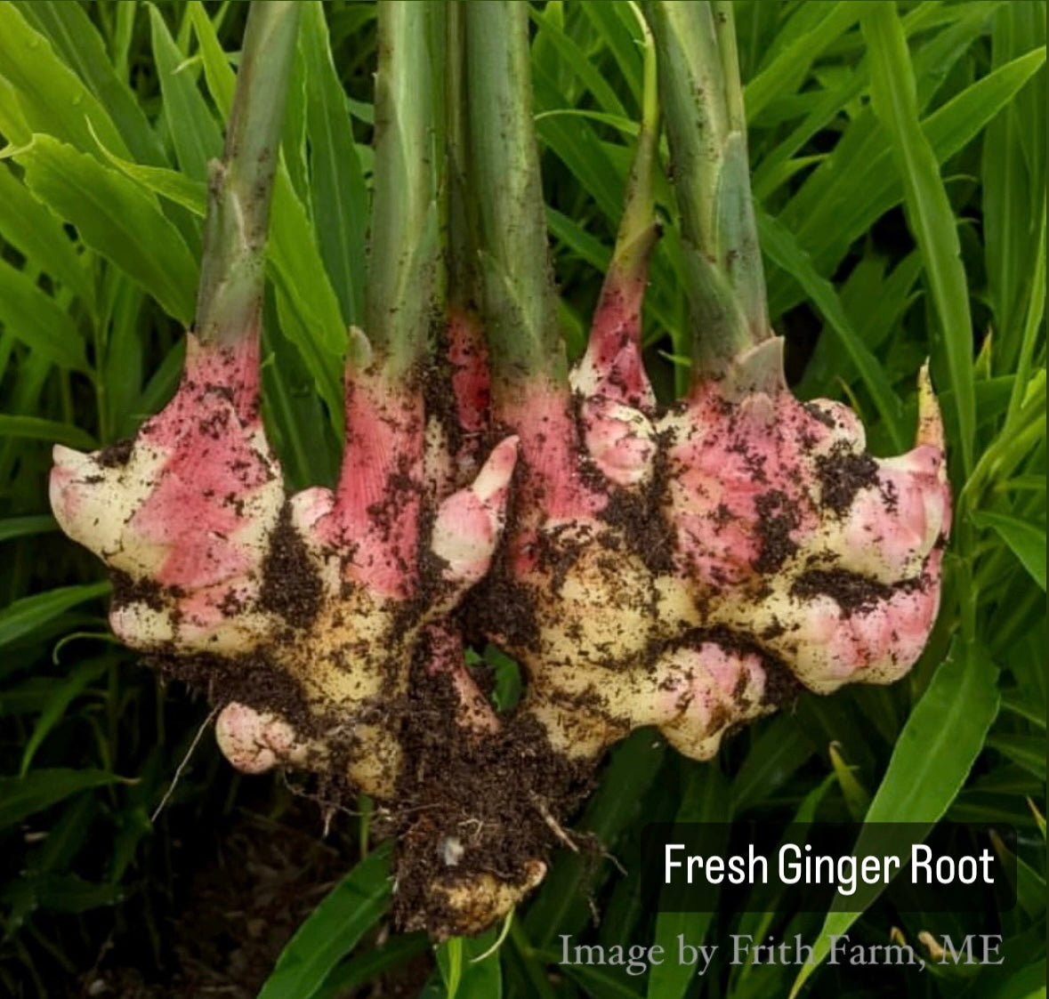 Sweet Elderberry & Ginger Tincture