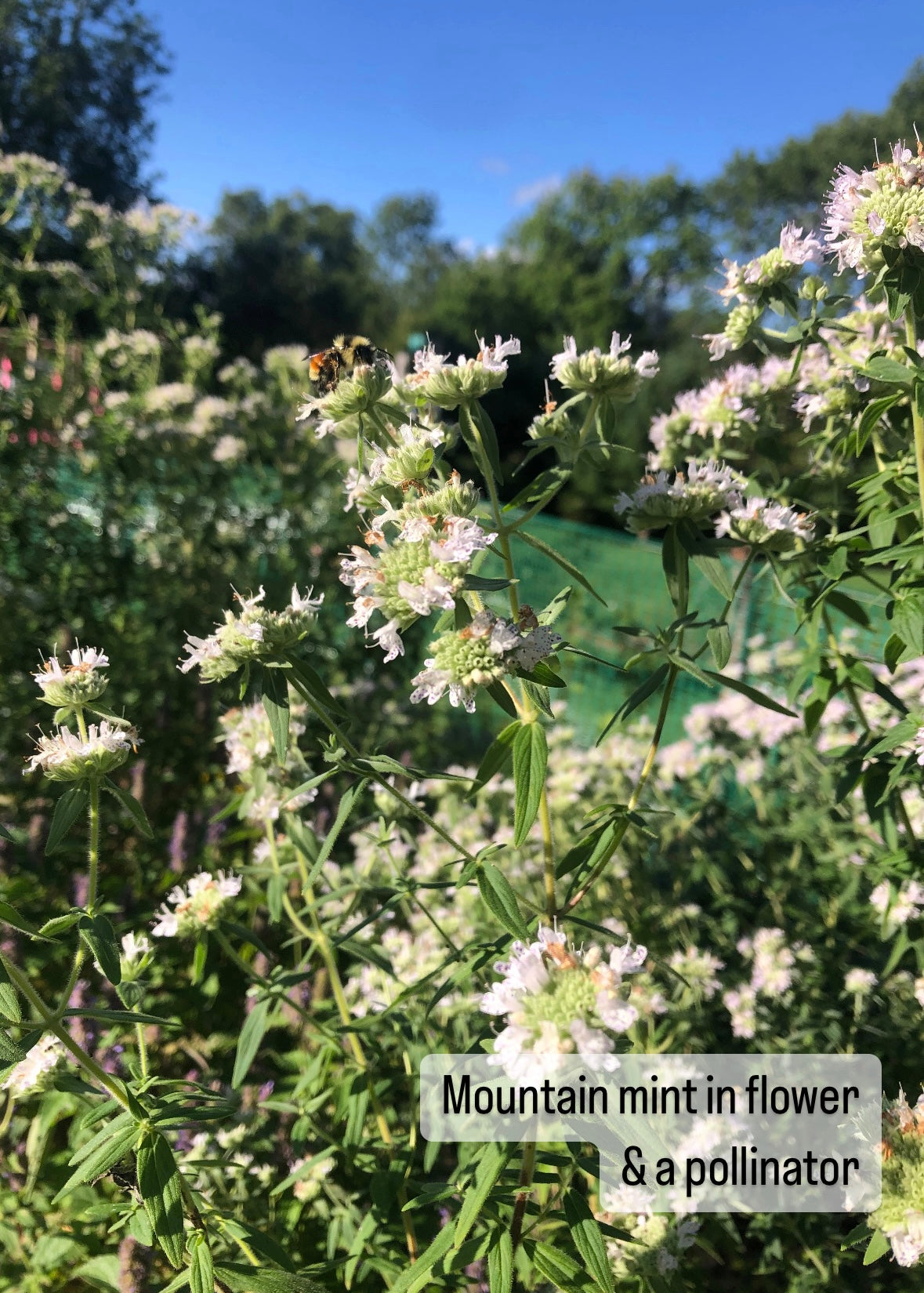 mint family plant harvested for its seeds Mountain Mint Seed – Mossy Rock Farm