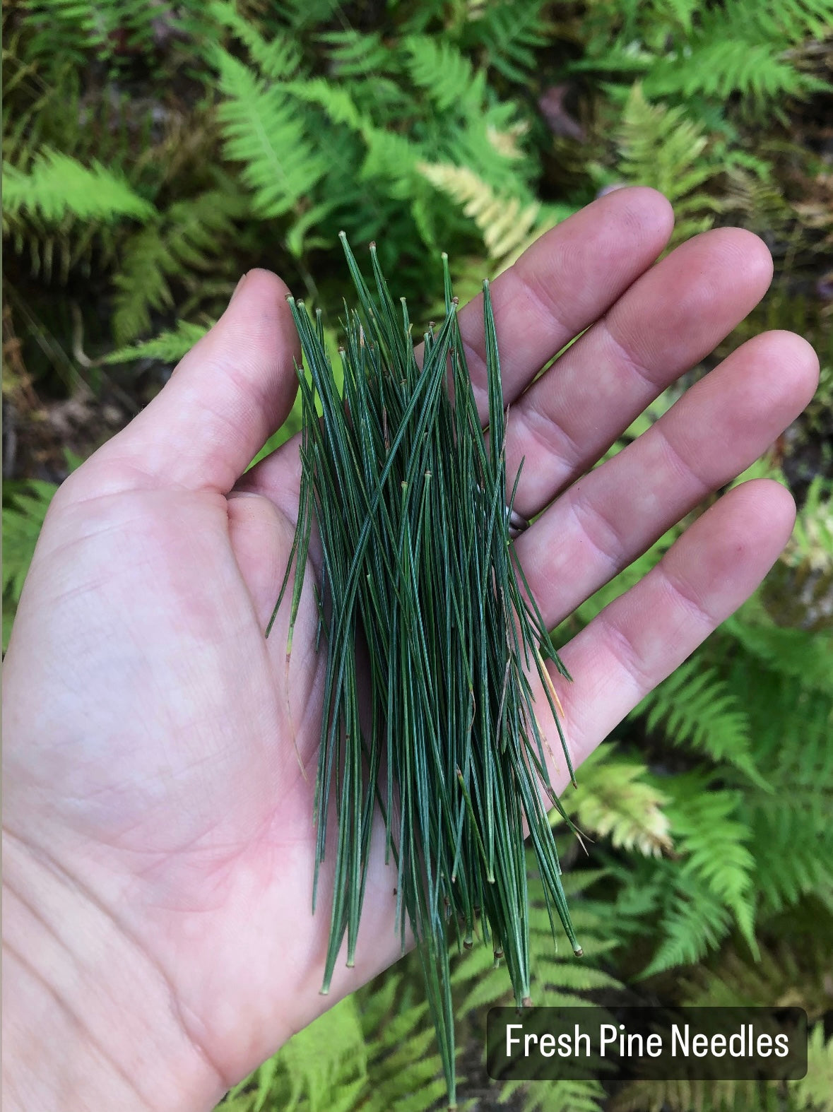 Pine Needle Elixir