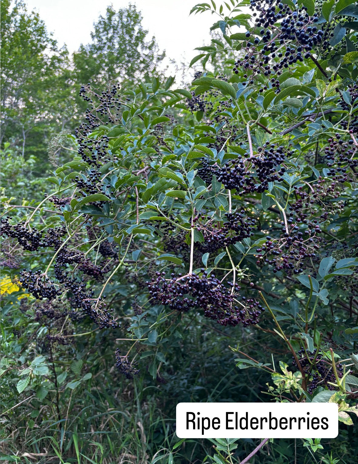 Wild Elderberry & Ginger Elixir