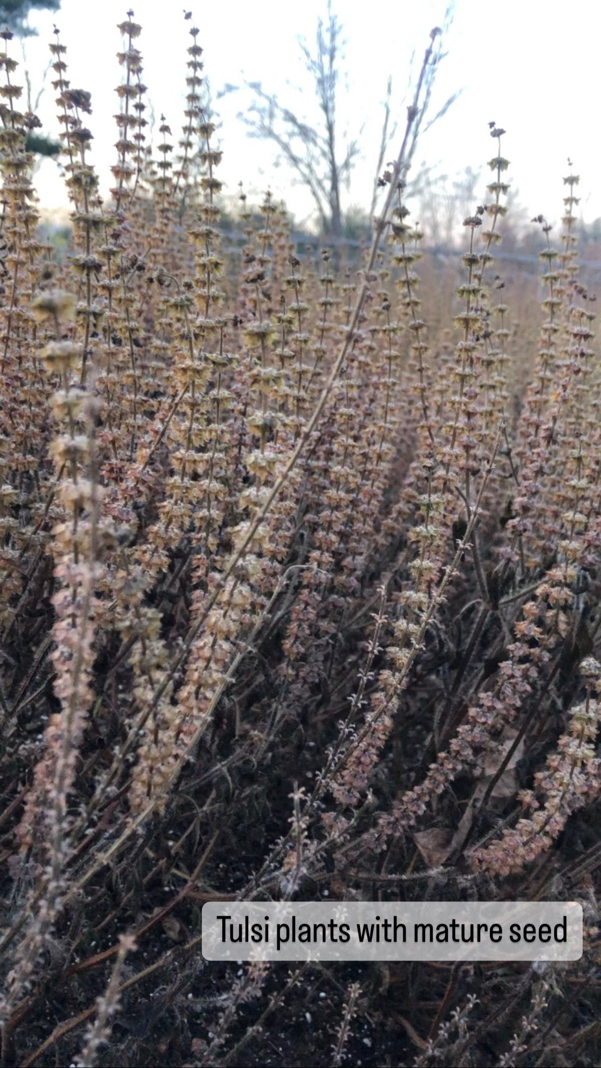 Tulsi "Holy Basil" Seed