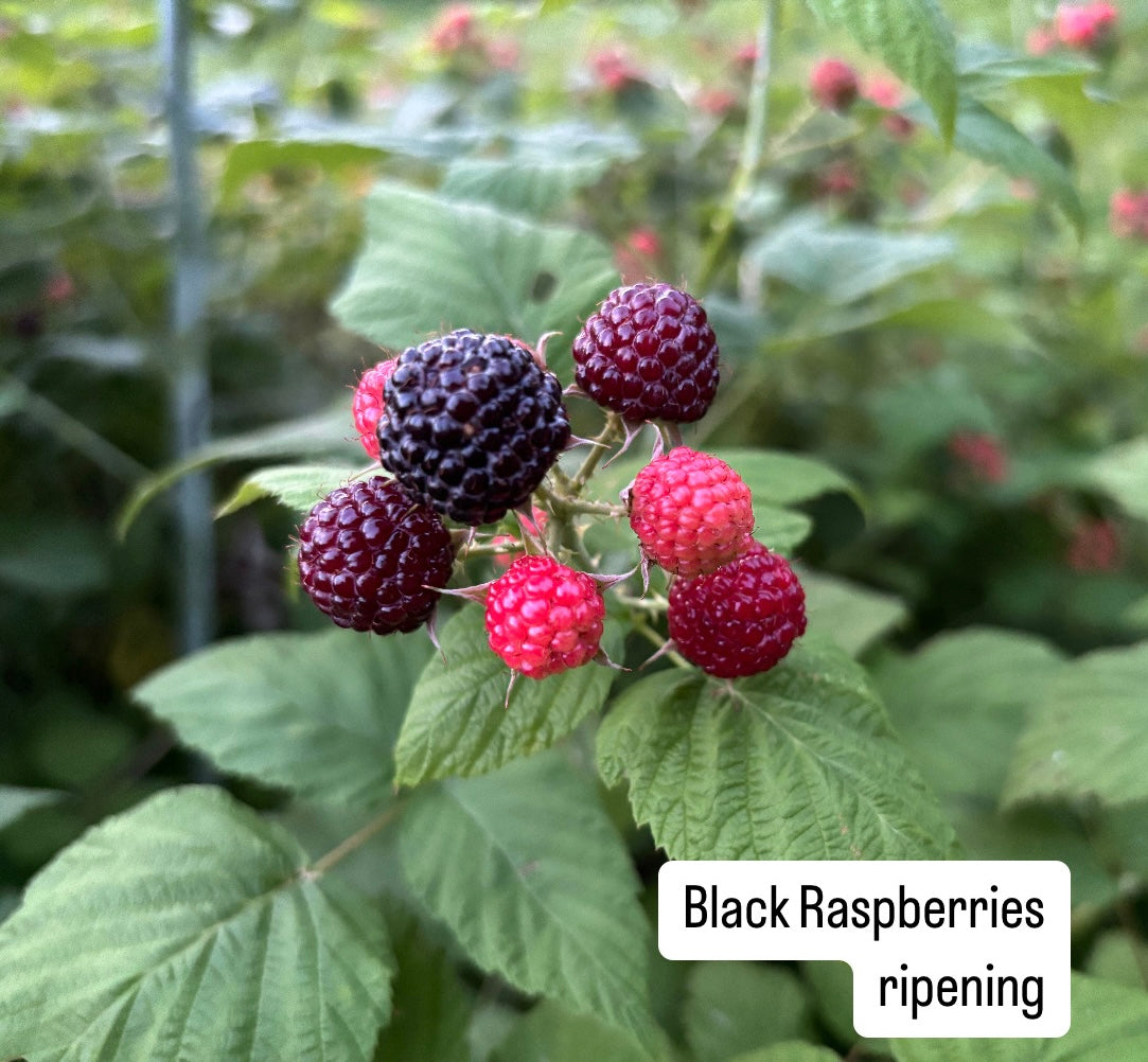 Black Raspberry & Tulsi Shrub