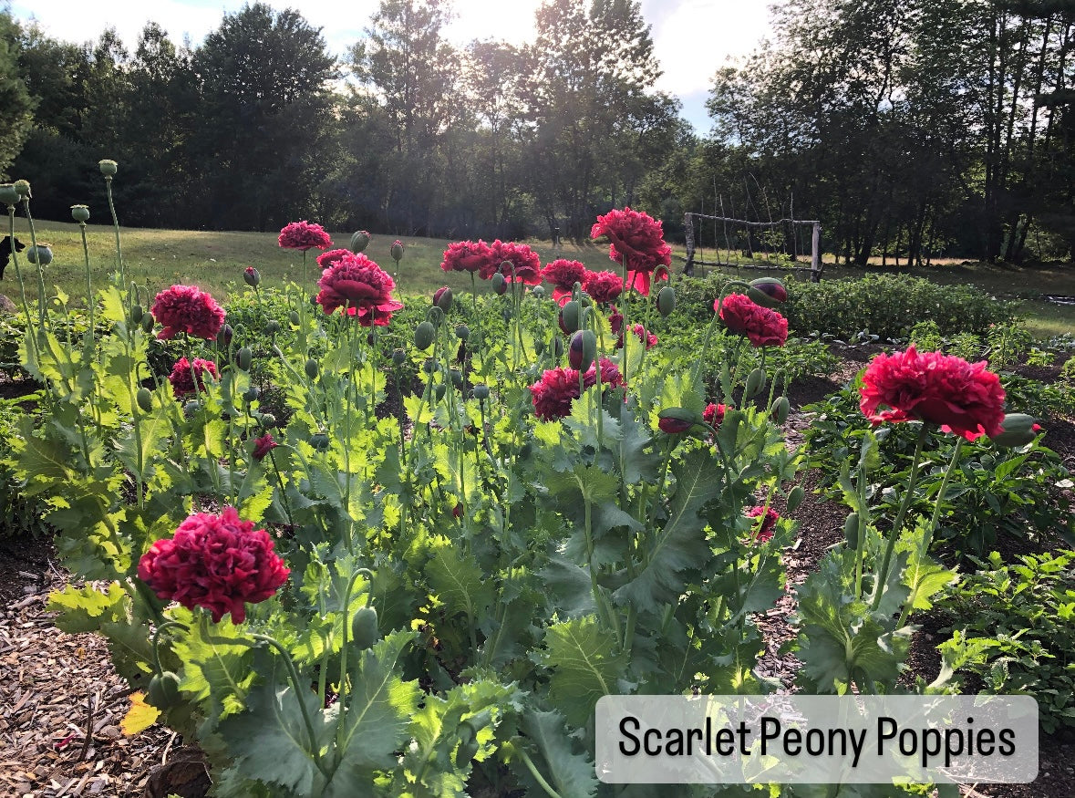 Scarlet Peony Poppy Seed