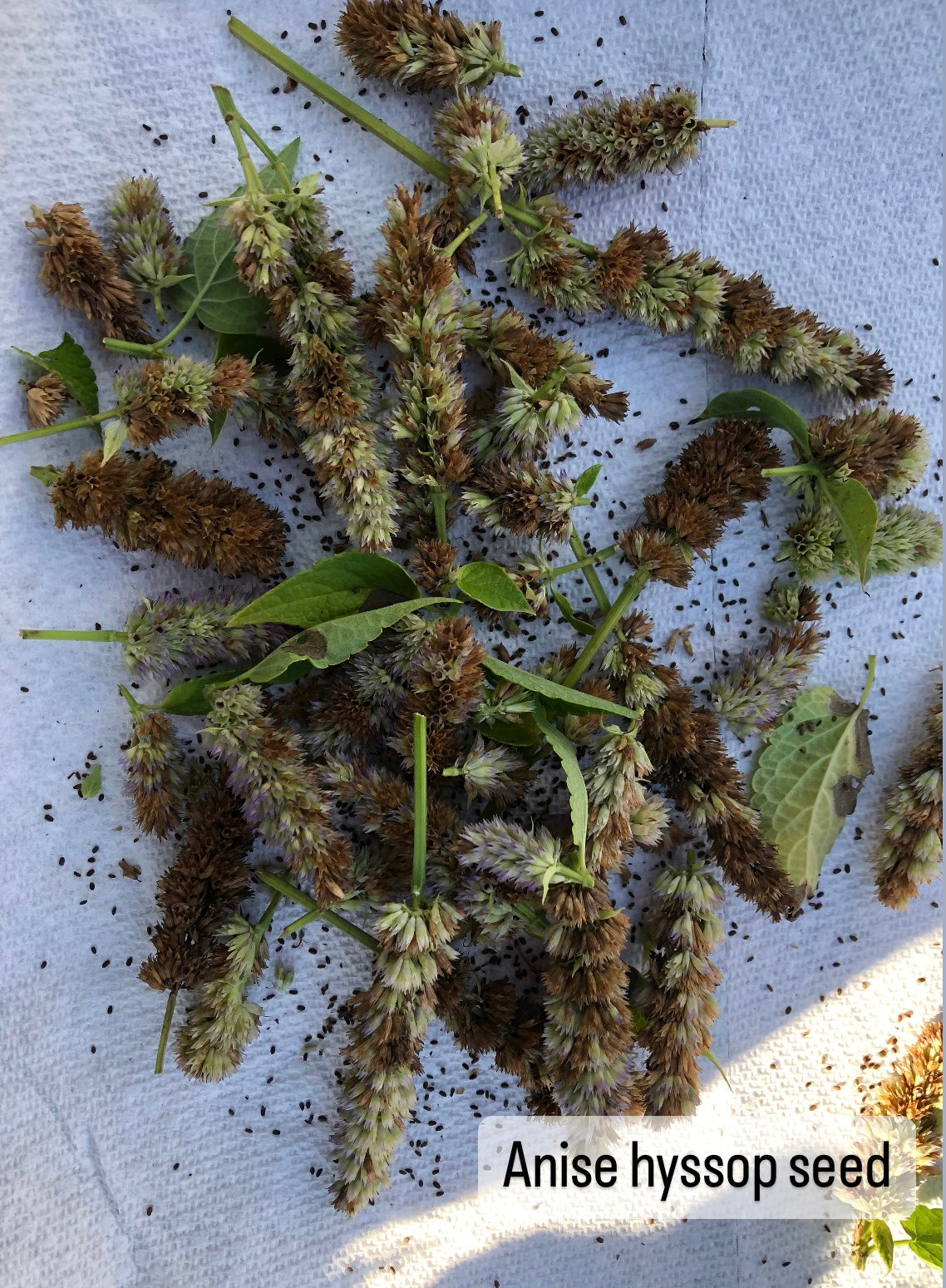 Anise Hyssop Seed