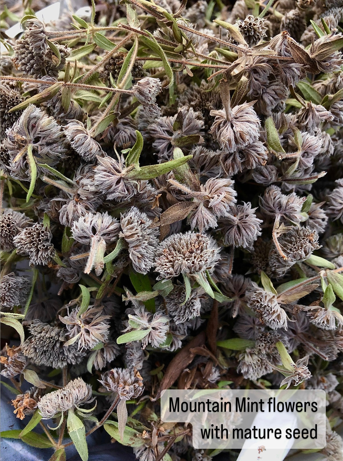 Mountain Mint Seed