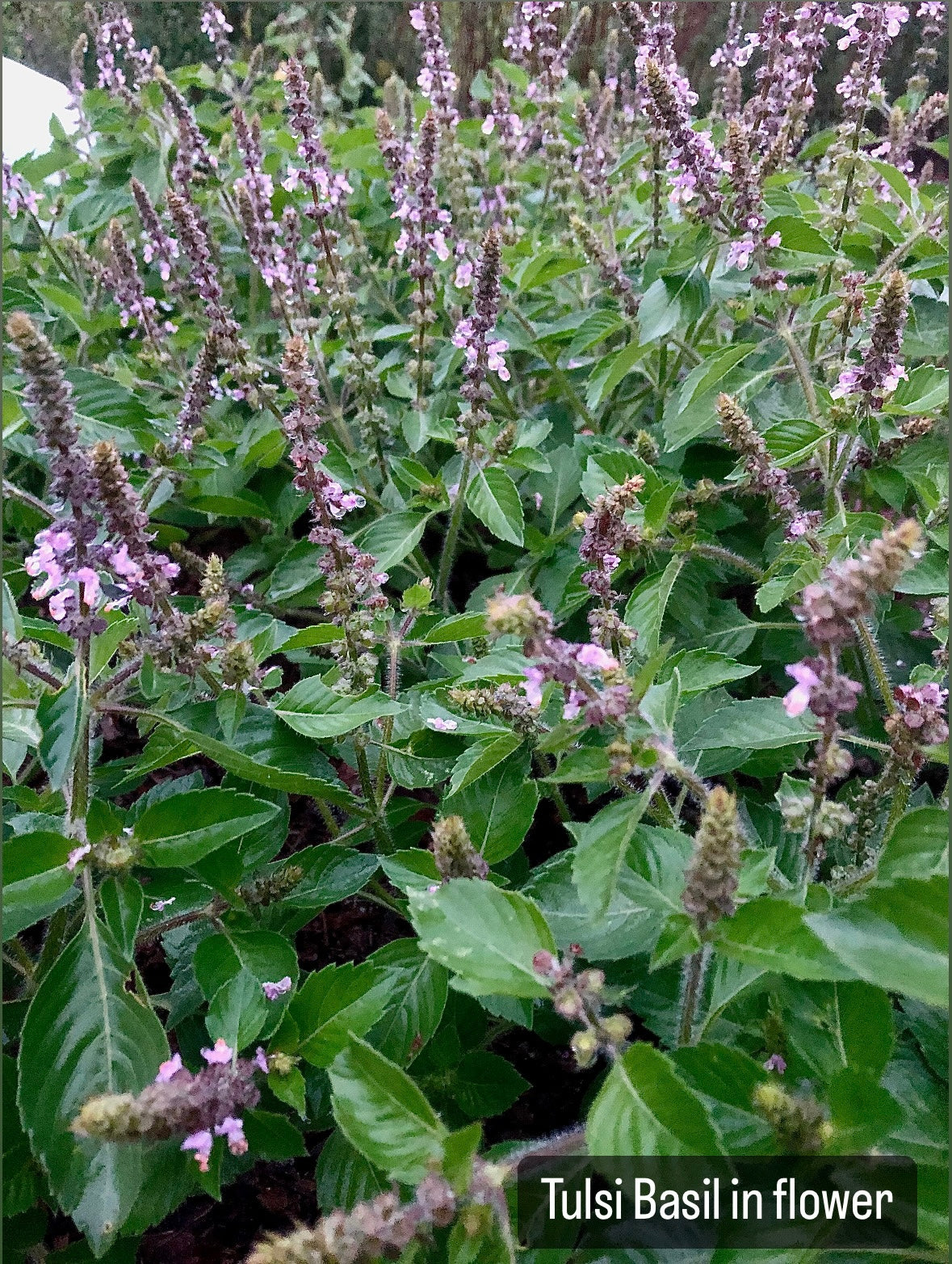 Black Raspberry & Tulsi Shrub