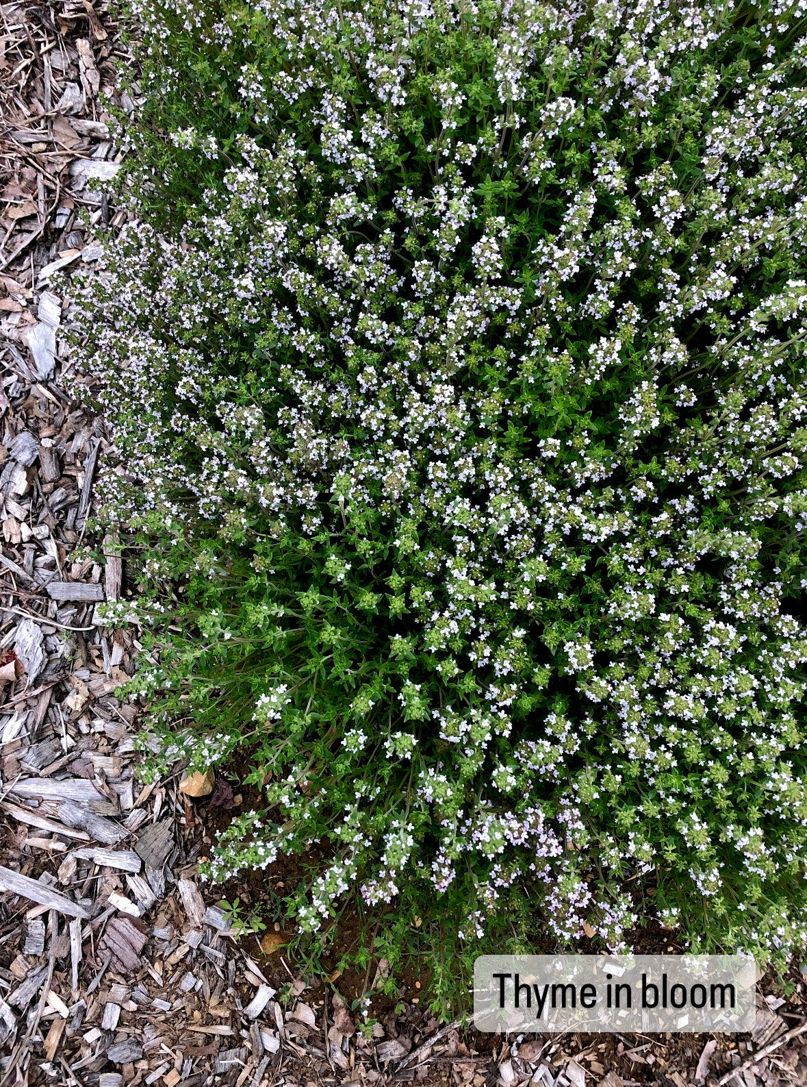 Dried Thyme