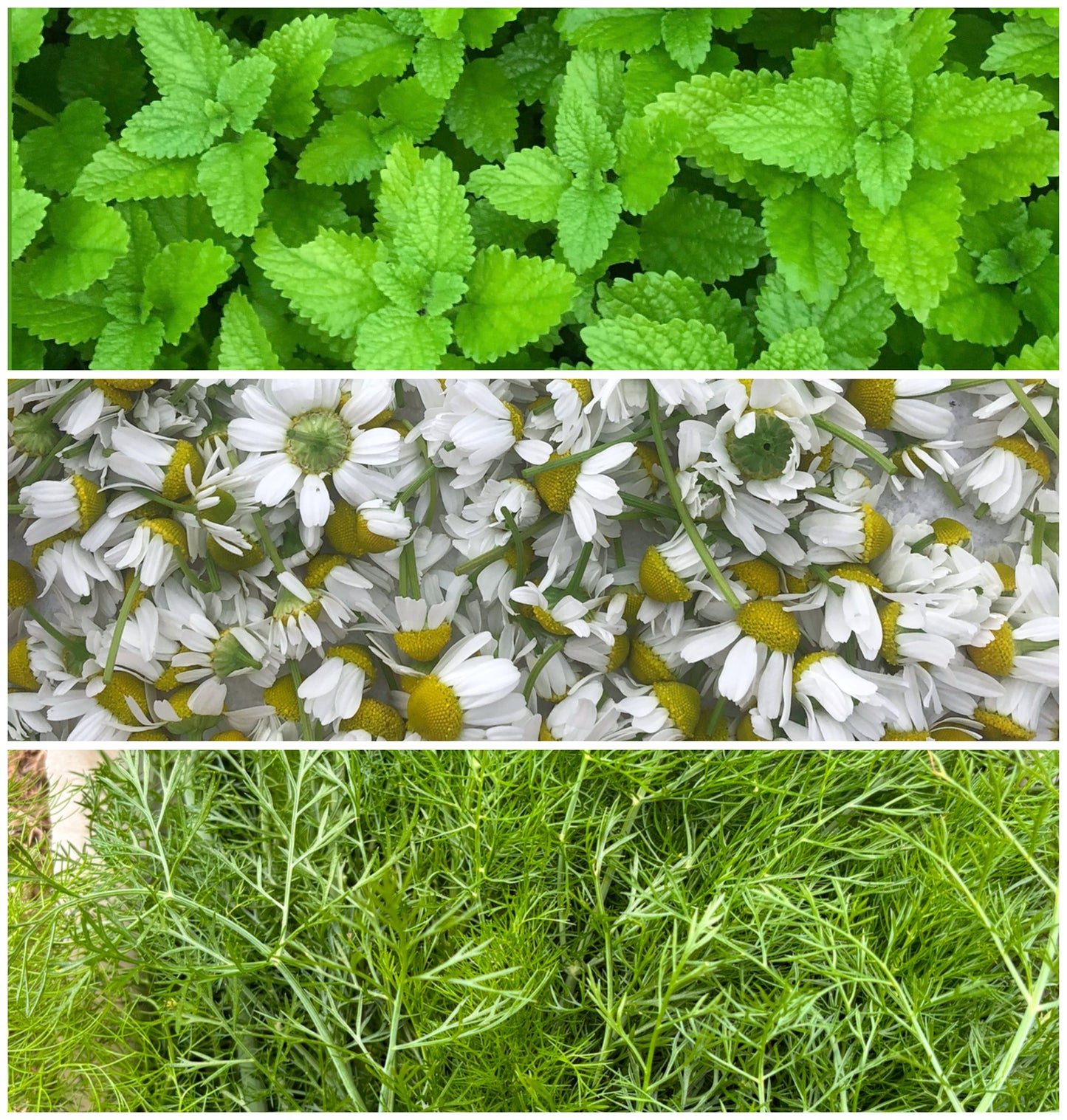 Chamomile Fennel & Lemon Balm Tea