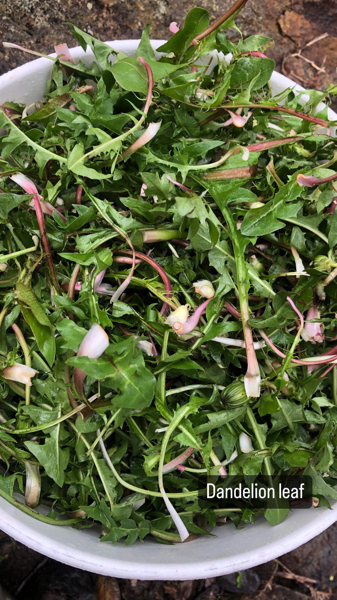 Dandelion Tincture