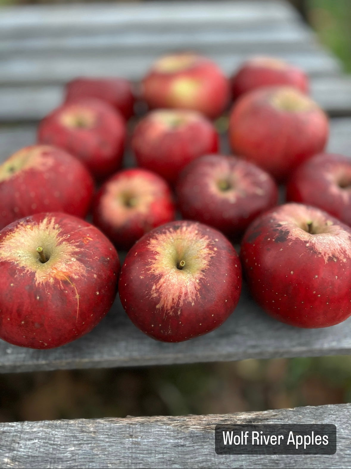Dried Apple Slices
