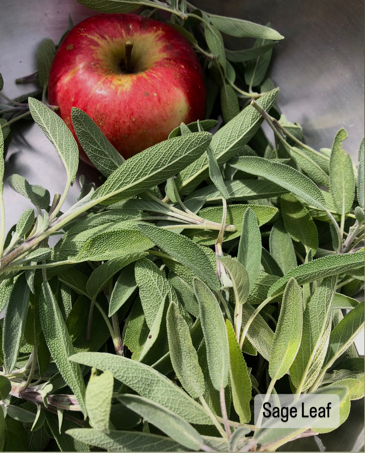 Dried Sage Leaf