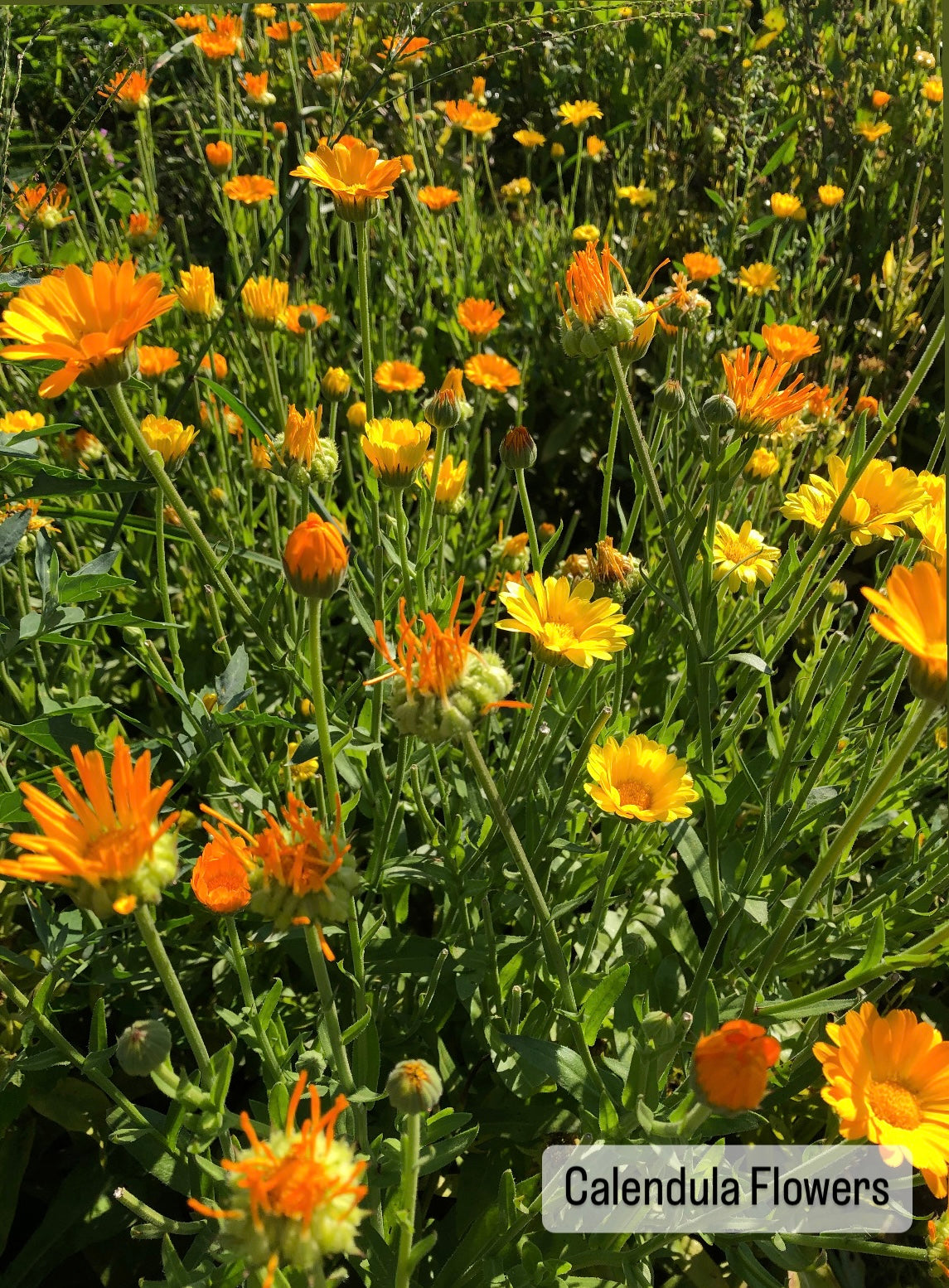 Calendula Seed