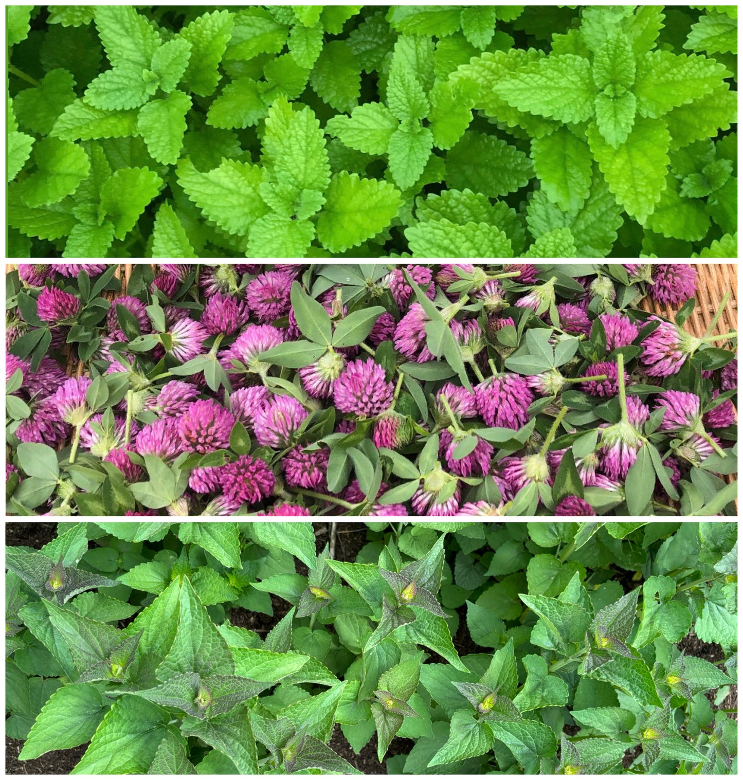 Taste of Spring Tea