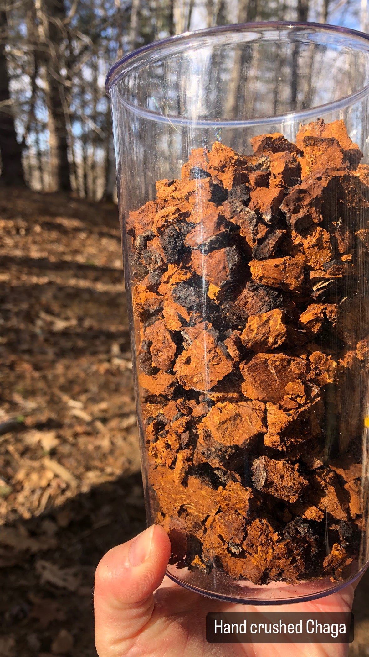 Dual Extract Chaga Tincture