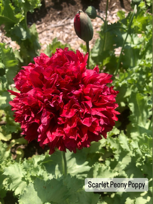 Scarlet Peony Poppy Seed