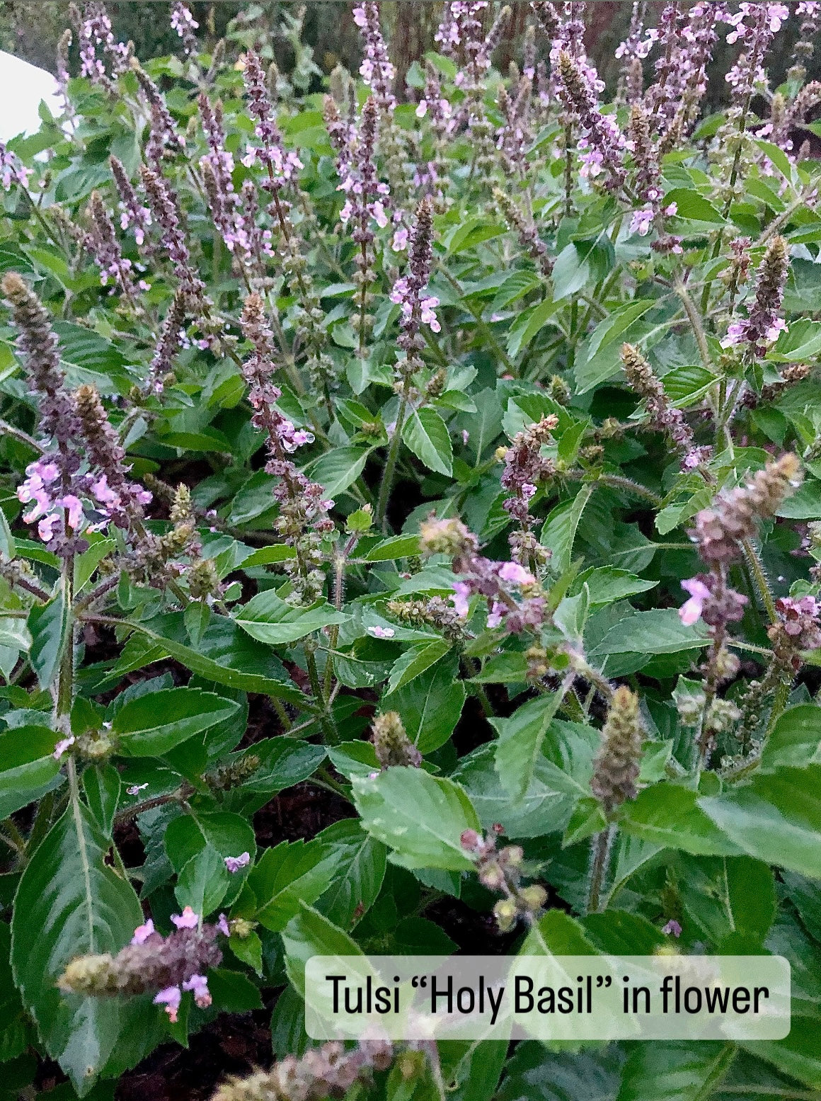 tulsi seeds planting Tulsi "Holy Basil" Seed – Mossy Rock Farm