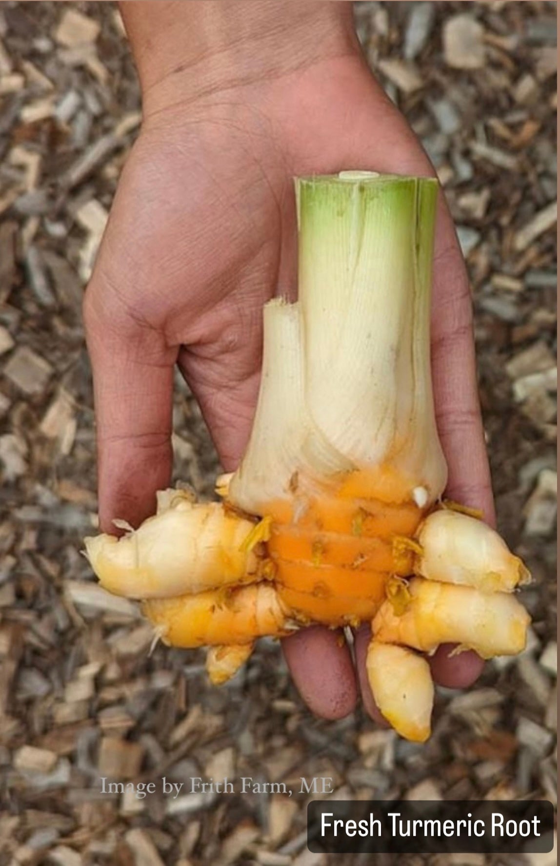 Turmeric Tincture