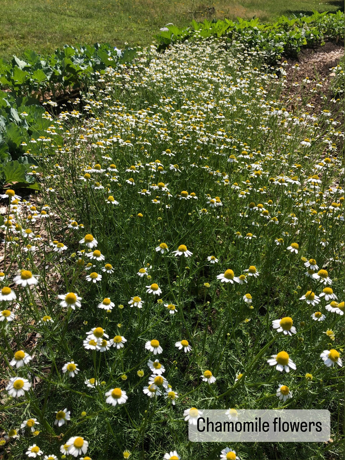 Chamomile & Lemon Balm Tincture