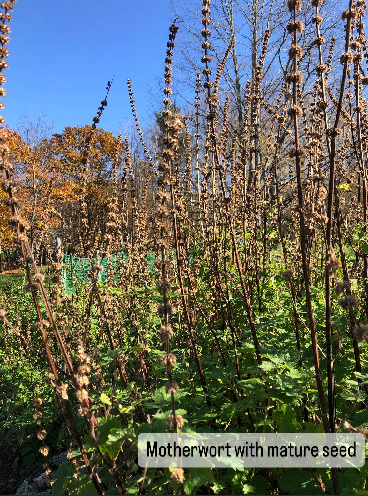 Motherwort Seed