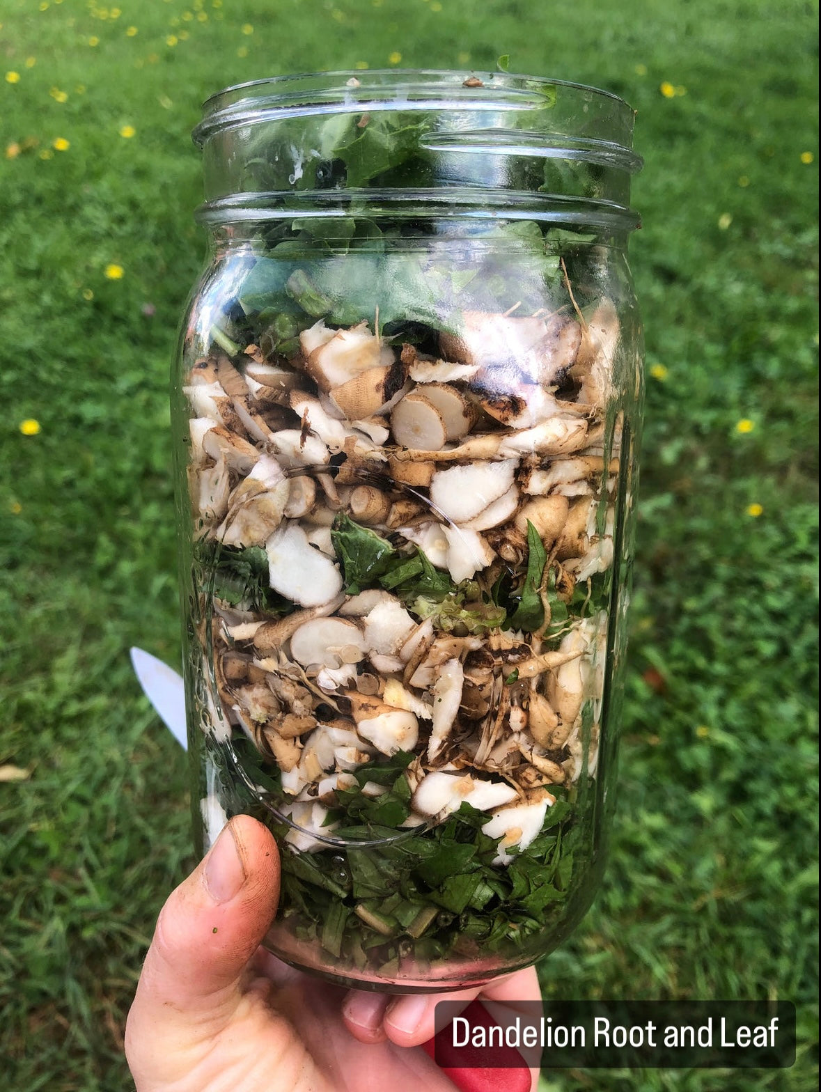 Dandelion Tincture