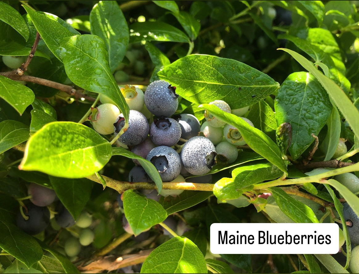 Blueberry & Lemon Balm Shrub