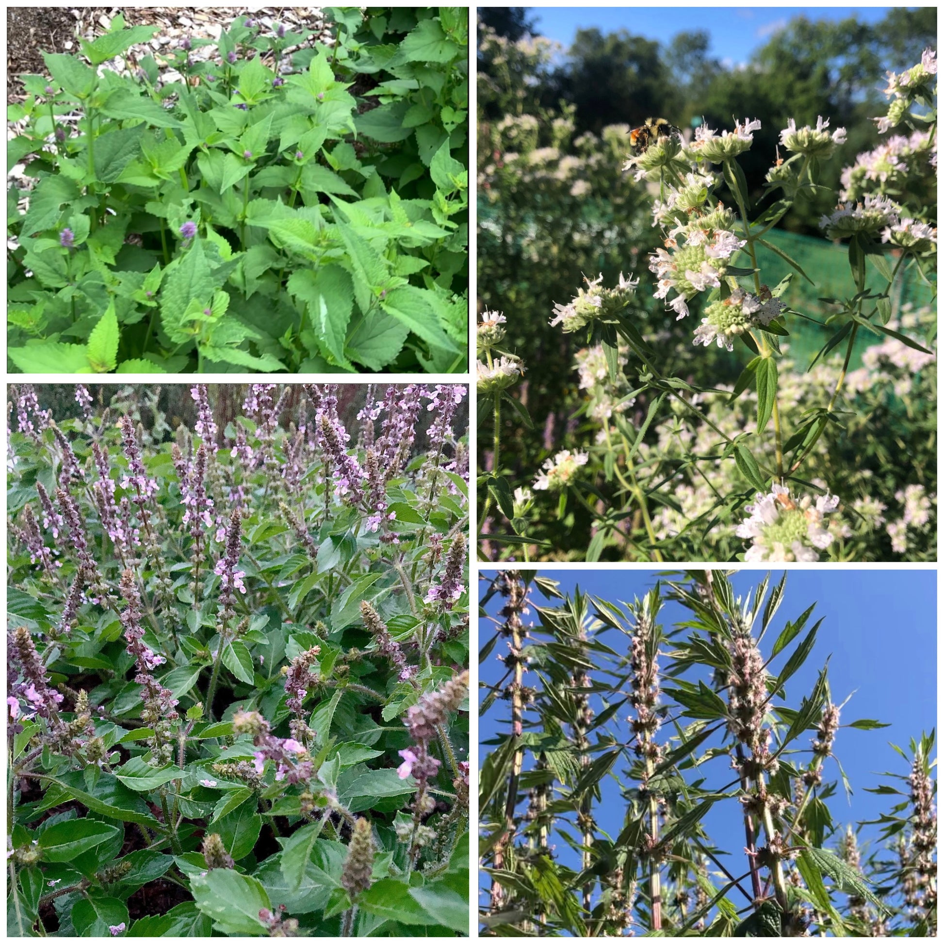 seeds for tea plants Herbal Tea Seed Bundle – Mossy Rock Farm
