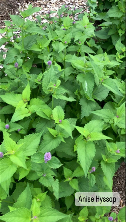 anise hyssop seeds planting Anise Hyssop Seed – Mossy Rock Farm