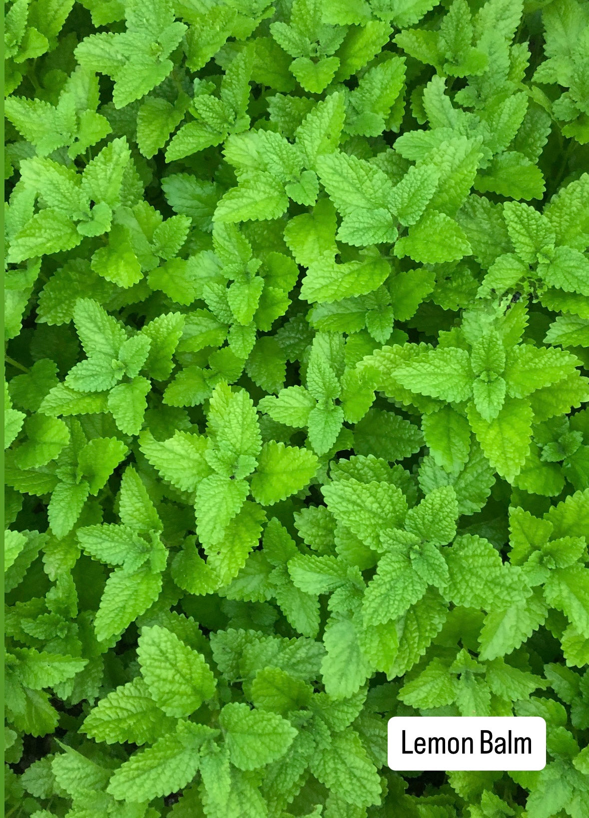 Blueberry & Lemon Balm Shrub