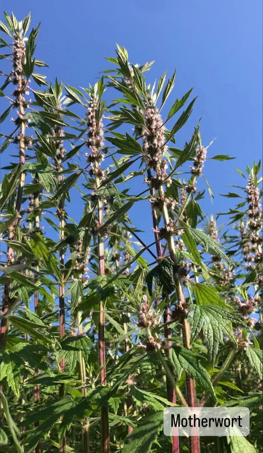 Motherwort Seed