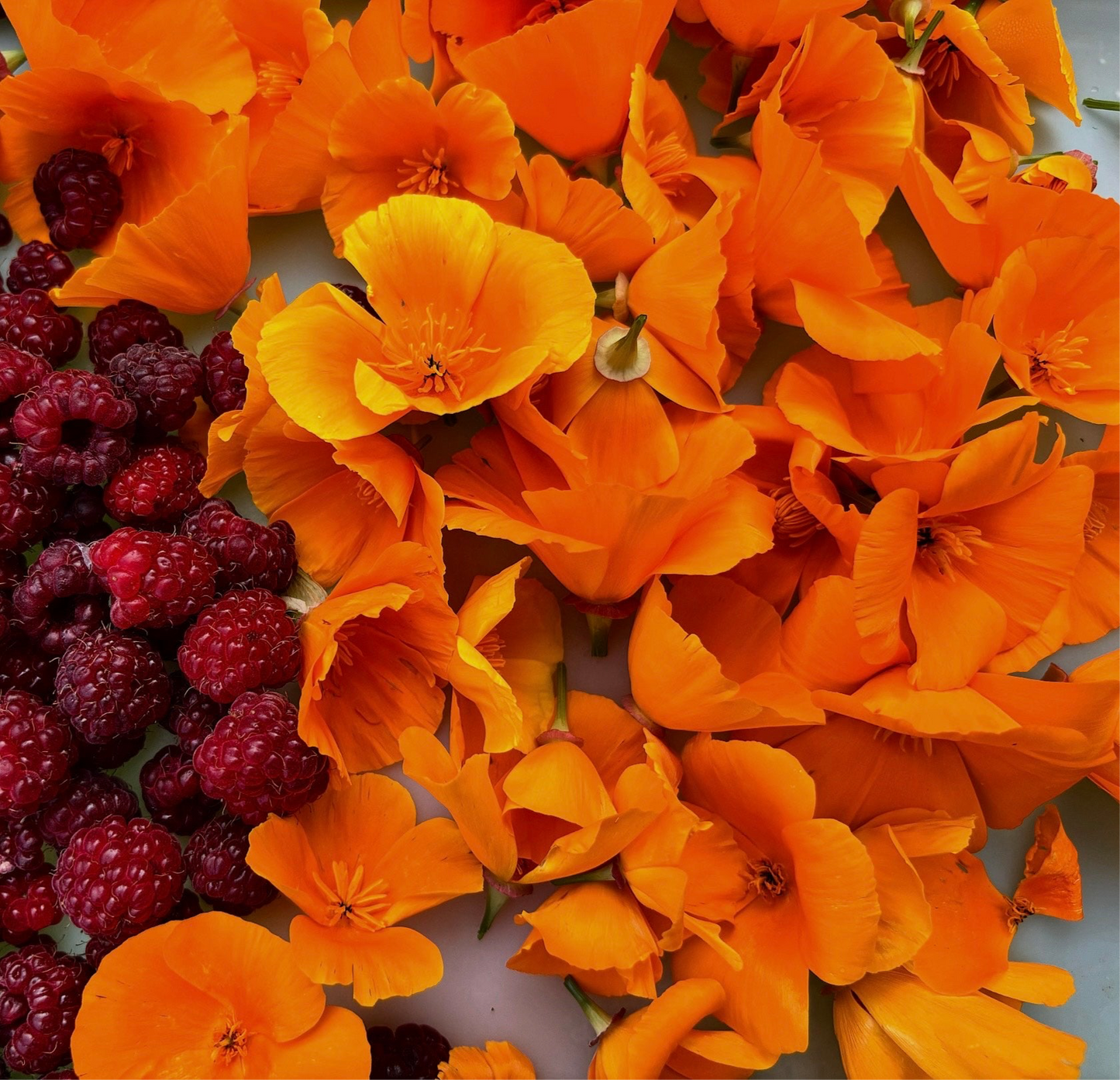 California Poppy Tincture