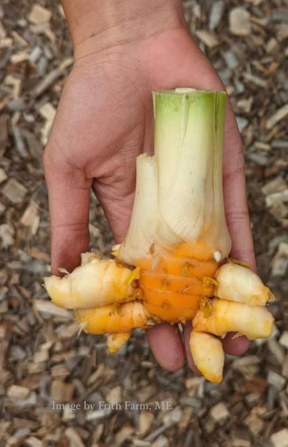 Husk Cherry & Turmeric Shrub