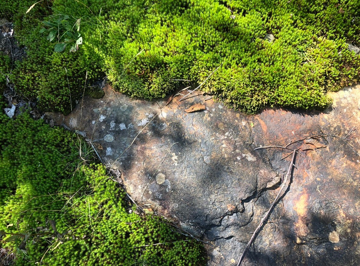 Herbal Disclaimer Mossy Rock Farm